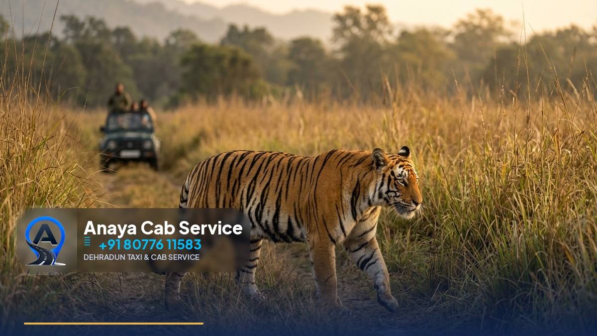 Dehradun to Jim Corbett Taxi Fare 2026 | Safari Guide
